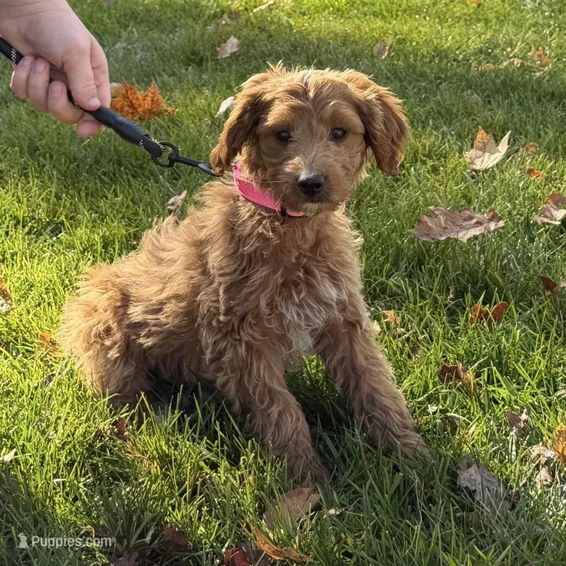 Ash – Miniature Goldendoodle puppy for sale in Russell, MA