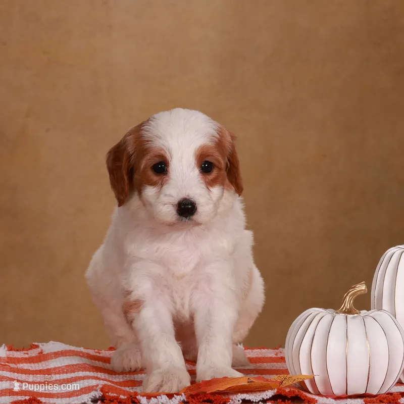 Daisy – Miniature Goldendoodle puppy for sale in Russell, MA