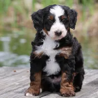 Lewis- Genetic Tested!, a male Bernedoodle for sale in Russell, MA – 2 of 10