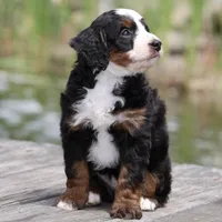 Lewis- Genetic Tested!, a male Bernedoodle for sale in Russell, MA – 3 of 10