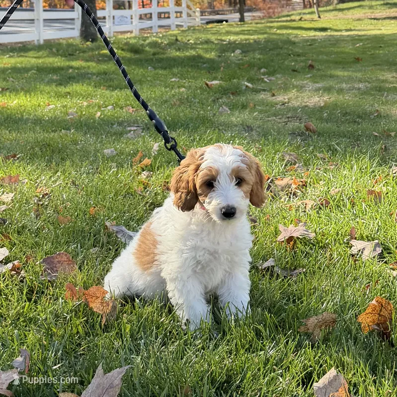 Skye – Miniature Goldendoodle puppy for sale in Russell, MA