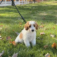 Skye, a female Miniature Goldendoodle for sale in Russell, MA – 1 of 1