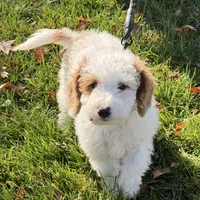 Snoopy, a male Miniature Goldendoodle for sale in Russell, MA – 5 of 5