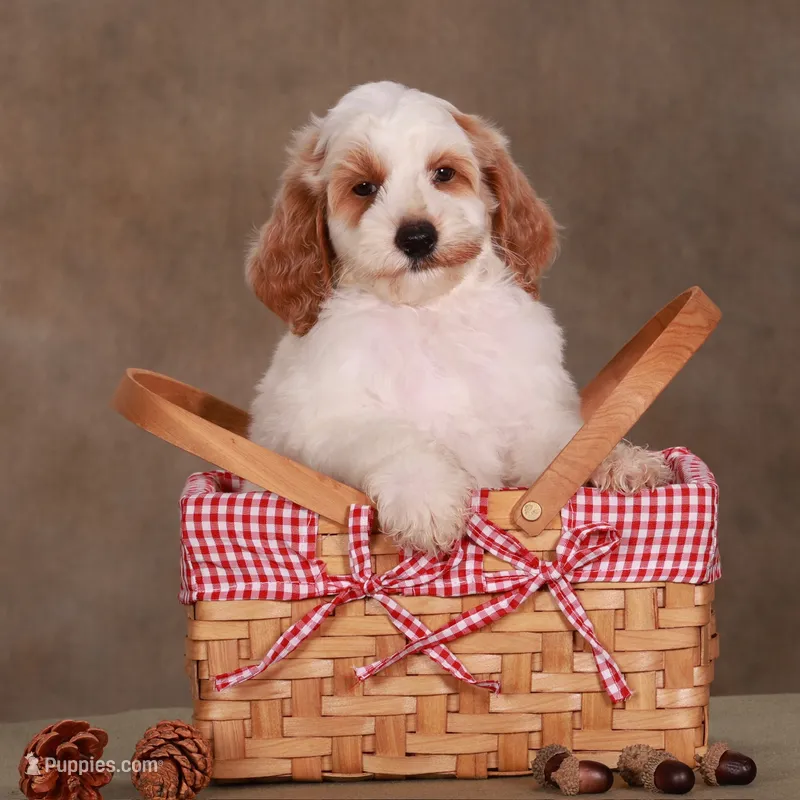 Reed  – Goldendoodle puppy for sale in Russell, MA