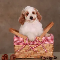 Reed , a male Goldendoodle for sale in Russell, MA – 1 of 1