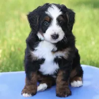 Lewis- Genetic Tested!, a male Bernedoodle for sale in Russell, MA – 6 of 10