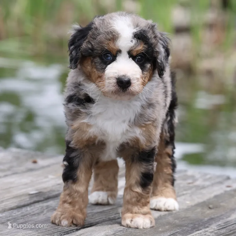 Leo- Genetic Tested – Bernedoodle puppy for sale in Russell, MA