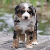 Leo- Genetic Tested, a male Bernedoodle for sale in Russell, MA – 1 of 10