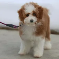 Molly- 12 weeks advanced training, a female Miniature Goldendoodle for sale in Russell, MA – Photo 1 of 6