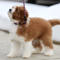 Molly- 12 weeks advanced training, a female Miniature Goldendoodle for sale in Russell, MA – Photo 4 of 6
