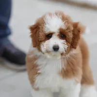 Molly- 12 weeks advanced training, a female Miniature Goldendoodle for sale in Russell, MA – Photo 3 of 6