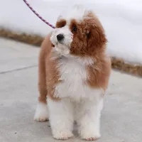 Molly- 12 weeks advanced training, a female Miniature Goldendoodle for sale in Russell, MA – Photo 2 of 6