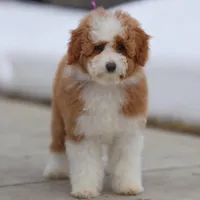 Molly- 12 weeks advanced training, a female Miniature Goldendoodle for sale in Russell, MA – Photo 5 of 6