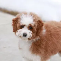 Molly- 12 weeks advanced training, a female Miniature Goldendoodle for sale in Russell, MA – Photo 6 of 6
