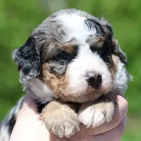 Leo- Genetic Tested, a male Bernedoodle for sale in Russell, MA – 9 of 10