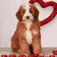 Isaiah, a male Goldendoodle for sale in Russell, MA – 1 of 1