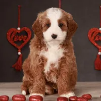 George, a male Miniature Goldendoodle for sale in Russell, MA – Photo 1 of 6