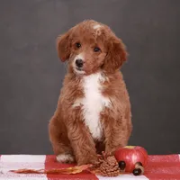 Ann, a female Miniature Goldendoodle for sale in Russell, MA – 1 of 1