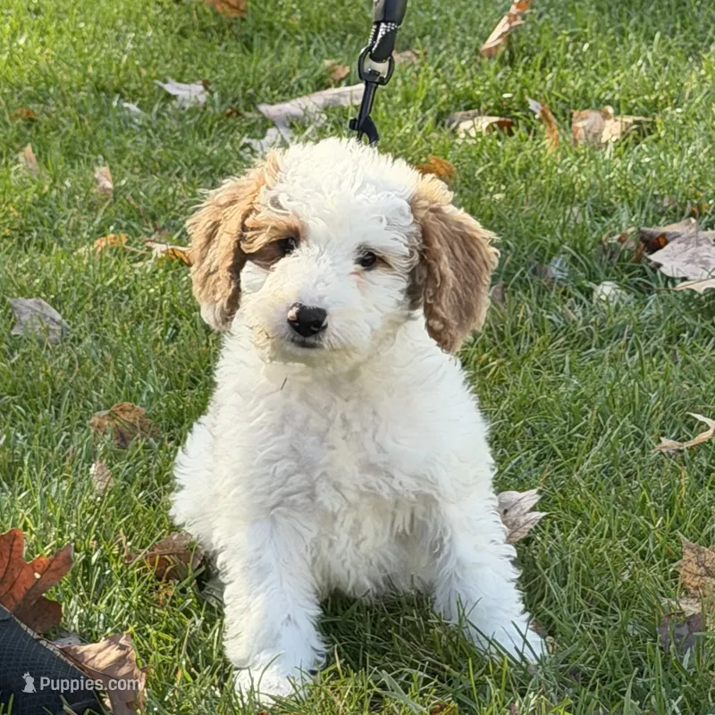 Snoopy – Miniature Goldendoodle puppy for sale in Russell, MA