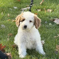 Snoopy, a male Miniature Goldendoodle for sale in Russell, MA – 1 of 5