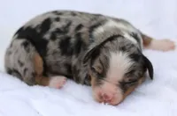 Lance- Genetic Tested, a male Bernedoodle for sale in Russell, MA – 10 of 10