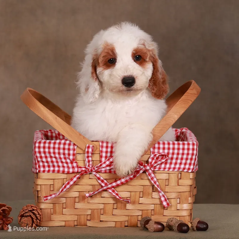 Rowen  – Goldendoodle puppy for sale in Russell, MA
