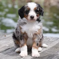 Lance- Genetic Tested, a male Bernedoodle for sale in Russell, MA – 2 of 10