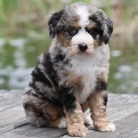 Leo- Genetic Tested, a male Bernedoodle for sale in Russell, MA – 2 of 10