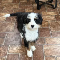 Annie, a female Miniature Bernedoodle for sale in Russell, MA – 2 of 2