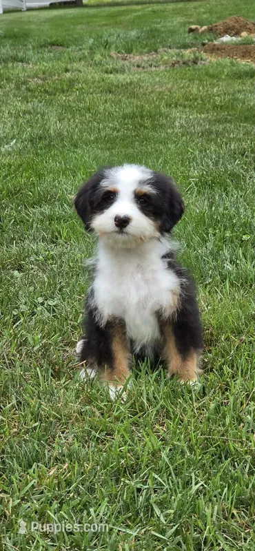 Annie – Miniature Bernedoodle puppy for sale in Russell, MA
