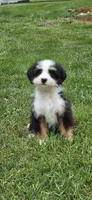 Annie, a female Miniature Bernedoodle for sale in Russell, MA – 1 of 2