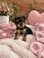 River, a female Yorkshire Terrier for sale in Wrens, GA – 3 of 3