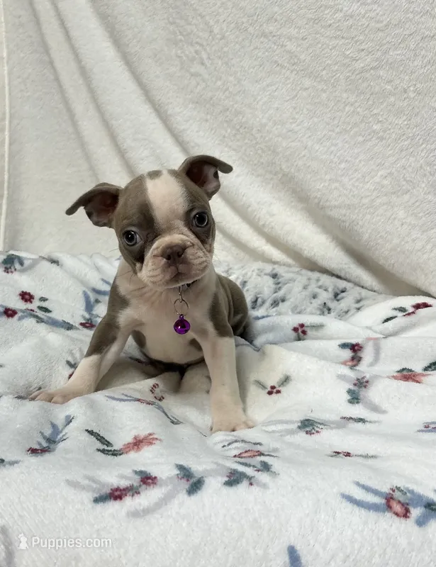Dee – Boston Terrier puppy for sale in Wrens, GA