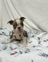 Dee, a female Boston Terrier for sale in Wrens, GA – 1 of 4