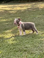 Dusty, a male Boston Terrier for sale in Wrens, GA – 6 of 8