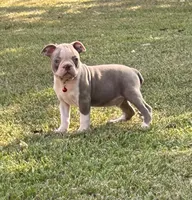 Dusty, a male Boston Terrier for sale in Wrens, GA – 5 of 8