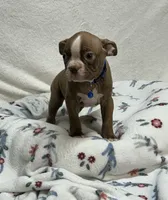 Bo, a male Boston Terrier for sale in Wrens, GA – 2 of 2