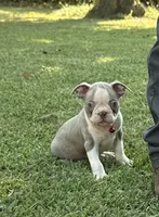 Dusty, a male Boston Terrier for sale in Wrens, GA – 1 of 8