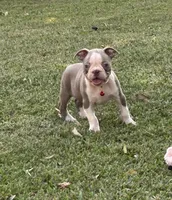 Dusty, a male Boston Terrier for sale in Wrens, GA – 4 of 8