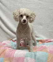 Kona, a male Poodle - Toy  for sale in Wrens, GA – 3 of 3