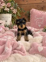 River, a female Yorkshire Terrier for sale in Wrens, GA – 2 of 3