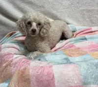 Kona, a male Poodle - Toy  for sale in Wrens, GA – 2 of 3