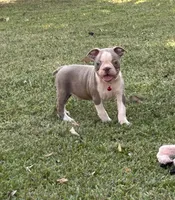Dusty, a male Boston Terrier for sale in Wrens, GA – 3 of 8