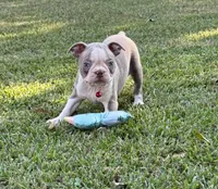 Dusty, a male Boston Terrier for sale in Wrens, GA – 2 of 8