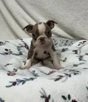 Dee, a female Boston Terrier for sale in Wrens, GA – 2 of 4