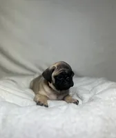 processed/24c3a5bd-eeac-4723-b3e2-94c8c20bc724/listing/870aea55-e0d2-4d28-bf64-4ff6f54327df/6b8893d4-9025-4dd0-b487-d7bad4b82746