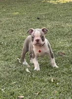 Dusty, a male Boston Terrier for sale in Wrens, GA – 8 of 8