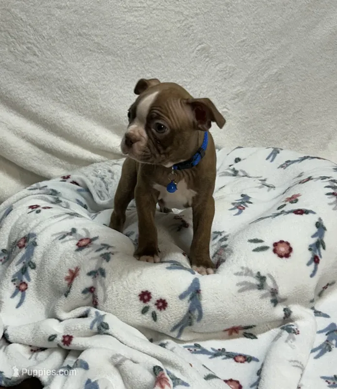 Bo – Boston Terrier puppy for sale in Wrens, GA