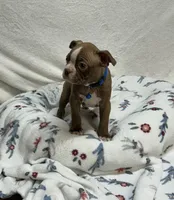 Bo, a male Boston Terrier for sale in Wrens, GA – 1 of 2