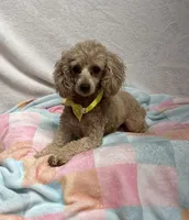 Annie, a female Poodle - Toy  for sale in Wrens, GA – 3 of 4